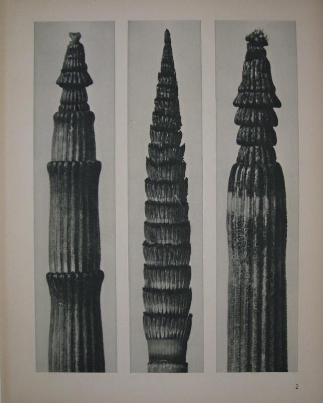 Equisetum hiemale, Equisetum maximum, Equisetum hiemale Dutch rush ...